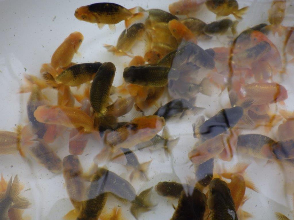 【日らん上位入賞獲得系統】入荷魚の中から一番良い魚5尾セット約6~8㎝限定1