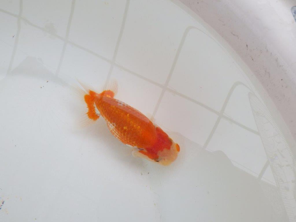 【愛知M 様】こちらも美しいカナコ系更紗！当歳らんちゅう  約11,5㎝