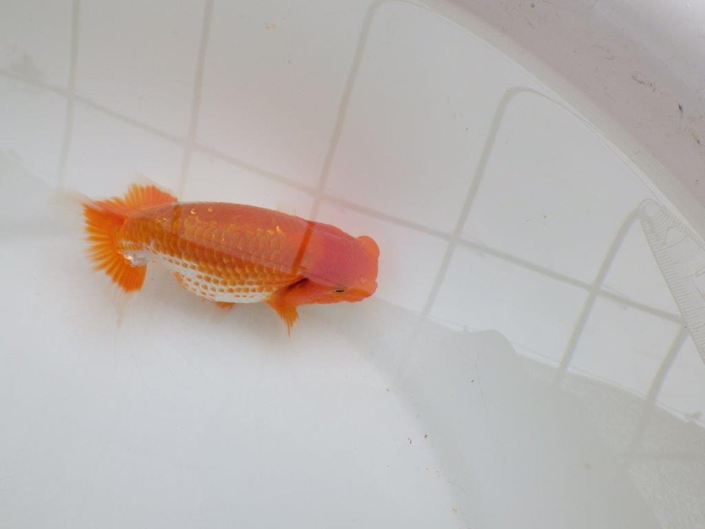 【愛知M 様】雰囲気の良いカナコ系更紗当歳らんちゅう 約12㎝