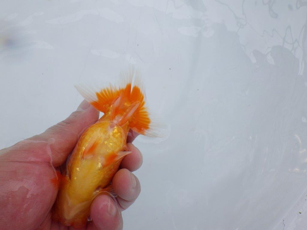 【愛知M 様作当歳らんちゅう 】しっかりした体系のらんちゅう　約12,5㎝　種にも！