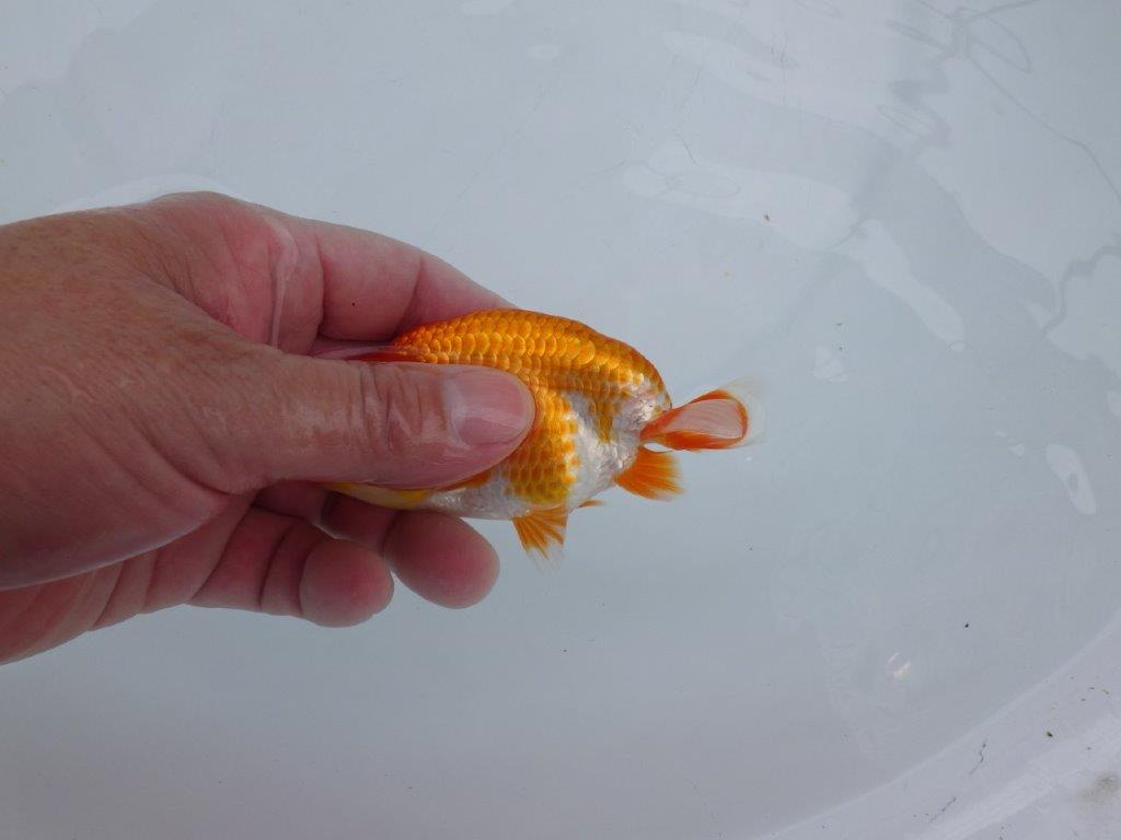 【愛知M 様作当歳らんちゅう 】綺麗な柄の更紗らんちゅう　約12㎝