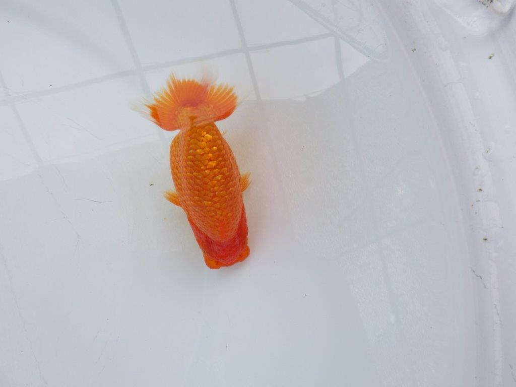 【愛知M 様作当歳らんちゅう 】背幅があり太いらんちゅう　約12㎝　種にも！