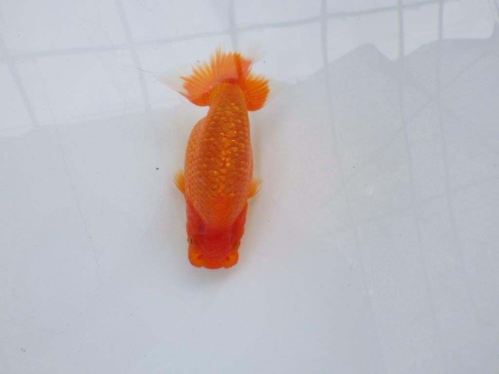 【愛知M 様作当歳らんちゅう 】背幅があり太いらんちゅう　約12㎝　種にも！
