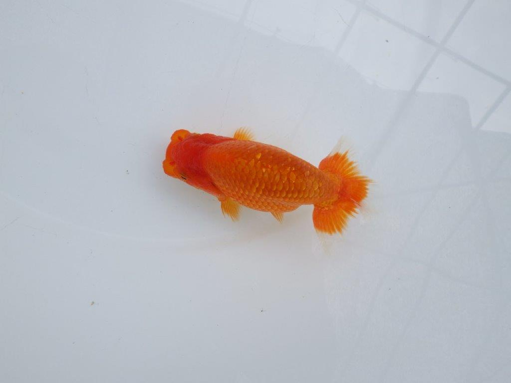 【愛知M 様作当歳らんちゅう 】背幅があり太いらんちゅう　約12㎝　種にも！の上身