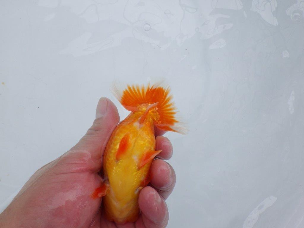 【愛知M 様作当歳らんちゅう 】背幅があり太いらんちゅう　約12㎝　種にも！