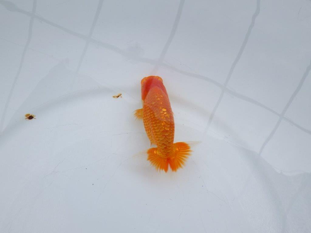 【愛知M 様作当歳らんちゅう 】雰囲気が良く尾張り◎らんちゅう　約11,5㎝　種に!！