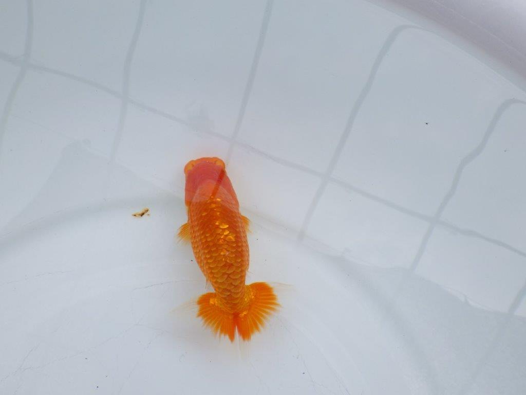 【愛知M 様作当歳らんちゅう 】雰囲気が良く尾張り◎らんちゅう　約11,5㎝　種に!！