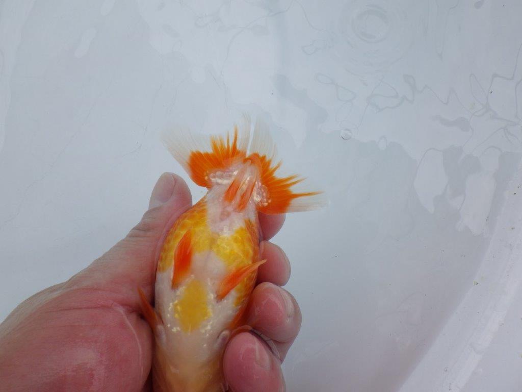 【愛知M 様作当歳らんちゅう 】つくりがしっかりしている更紗らんちゅう　約12㎝　種にも!！