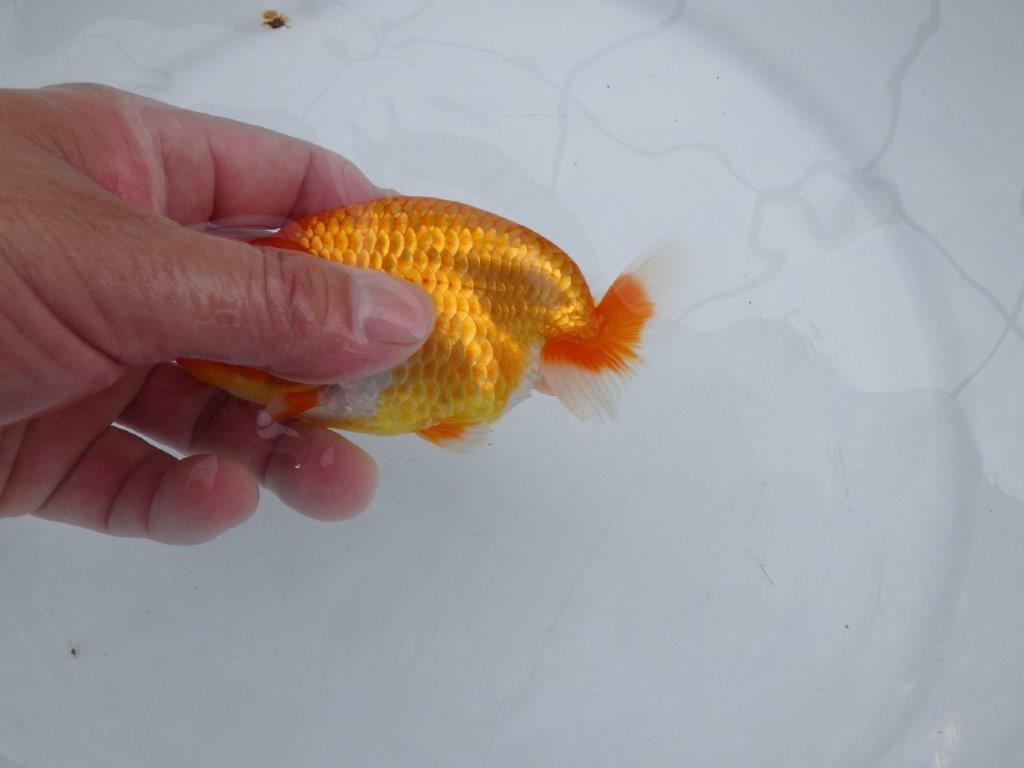 【愛知M 様作当歳らんちゅう 】背、腰の雰囲気が良い更紗らんちゅう　約12㎝　種にも!！