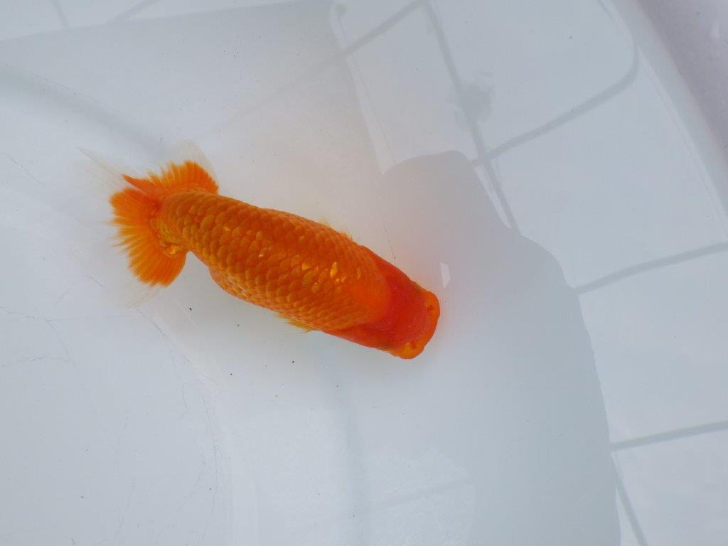 【愛知M 様作当歳らんちゅう 】背、腰の雰囲気が良い更紗らんちゅう　約12㎝　種にも!！の上身