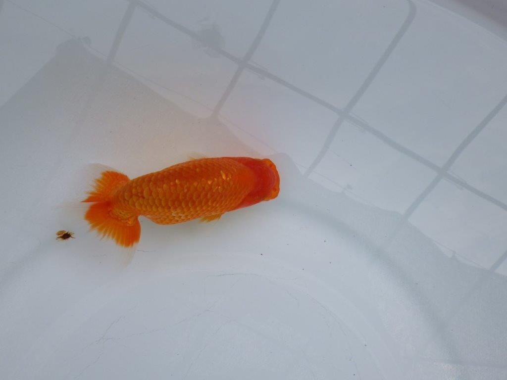 【愛知M 様作当歳らんちゅう 】背、腰の雰囲気が良い更紗らんちゅう　約12㎝　種にも!！