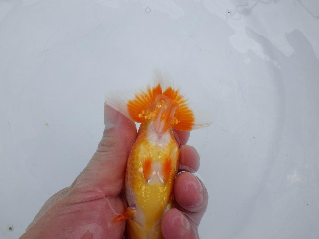 【愛知M 様作当歳らんちゅう 】背、腰の雰囲気が良い更紗らんちゅう　約12㎝　種にも!！