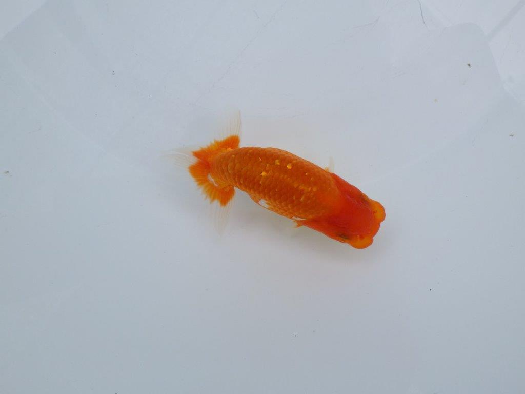 【愛知M 様作当歳らんちゅう 】尾の雰囲気が良い更紗らんちゅう　約11㎝　飼い込み！