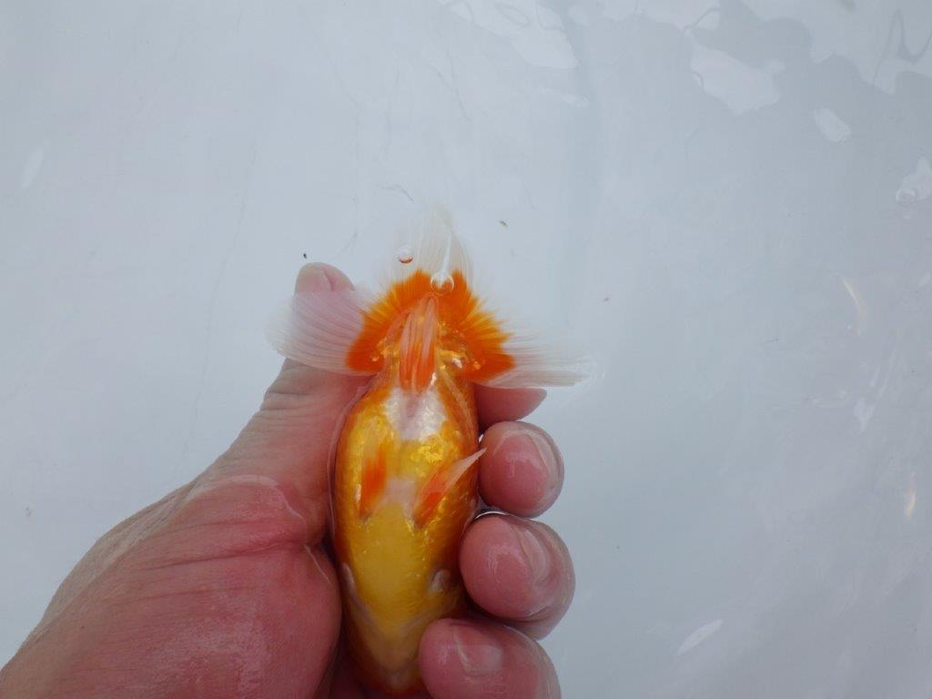 【愛知M 様作当歳らんちゅう 】尾の雰囲気が良い更紗らんちゅう　約11㎝　飼い込み！