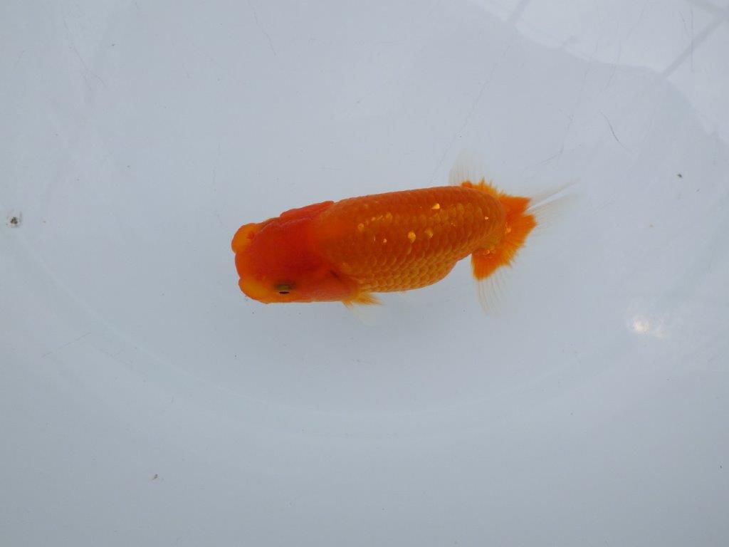 【愛知M 様作当歳らんちゅう 】尾の雰囲気が良い更紗らんちゅう　約11㎝　飼い込み！の上身