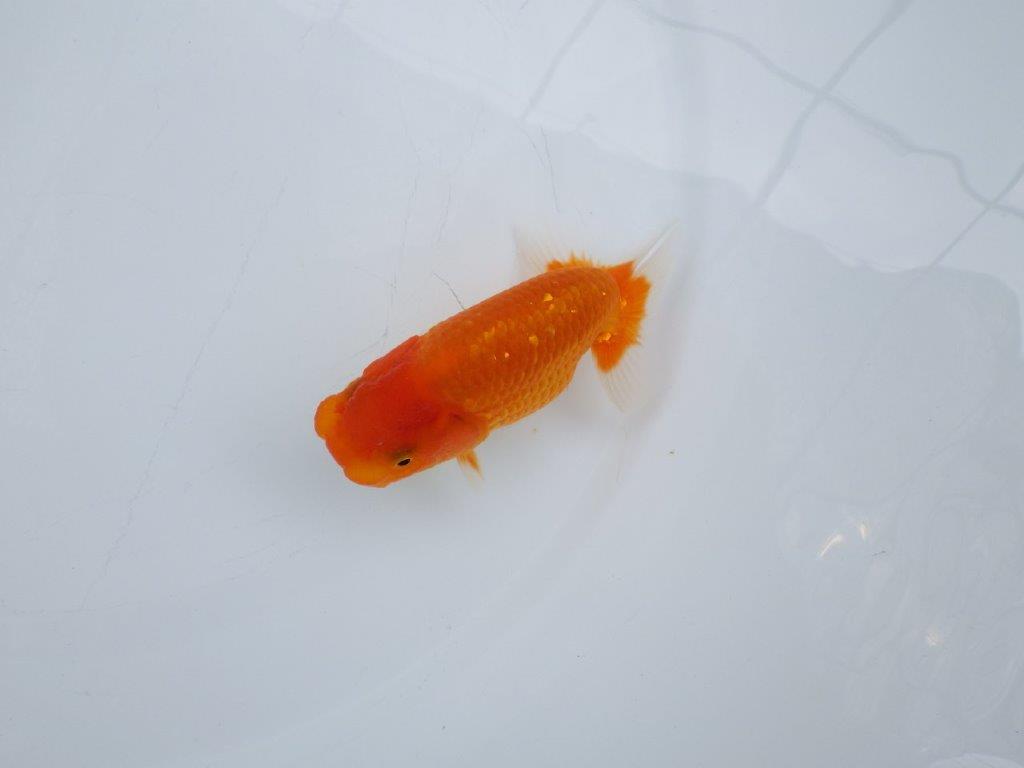 【愛知M 様作当歳らんちゅう 】尾の雰囲気が良い更紗らんちゅう　約11㎝　飼い込み！