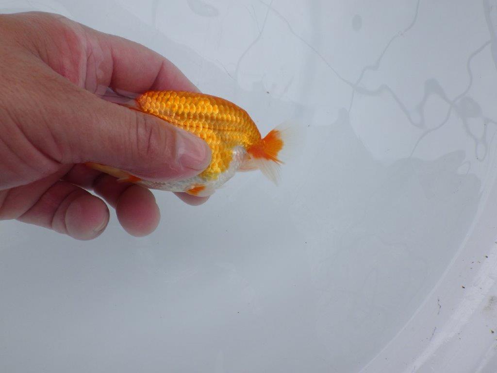 【愛知M 様作当歳らんちゅう 】今後の活躍が楽しみな更紗らんちゅう　約11㎝　飼い込み！