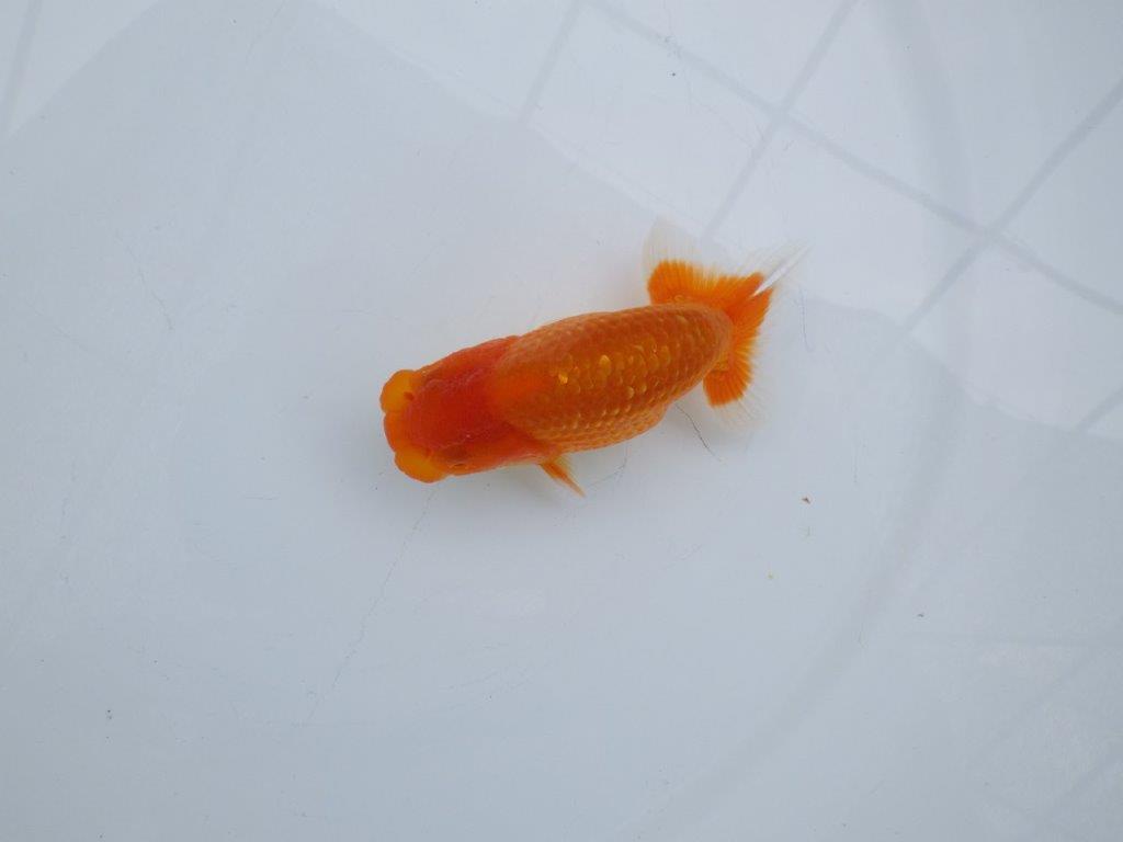 【愛知M 様作当歳らんちゅう 】上見最高！らんちゅう　約11㎝　飼い込み！
