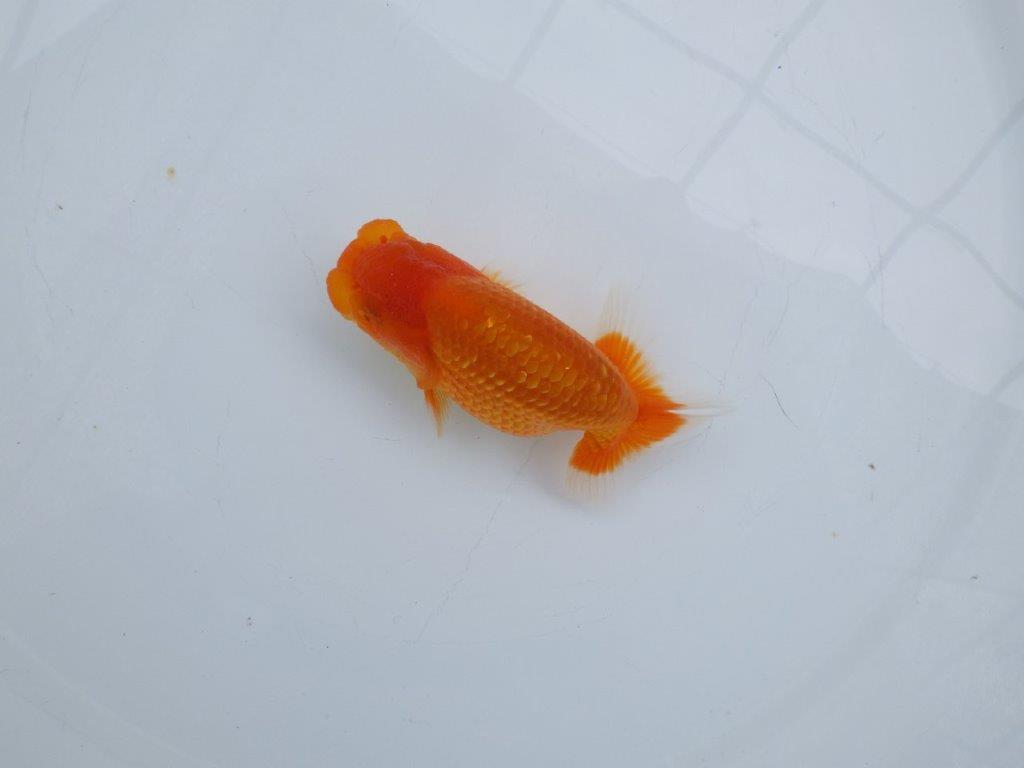 【愛知M 様作当歳らんちゅう 】上見最高！らんちゅう　約11㎝　飼い込み！
