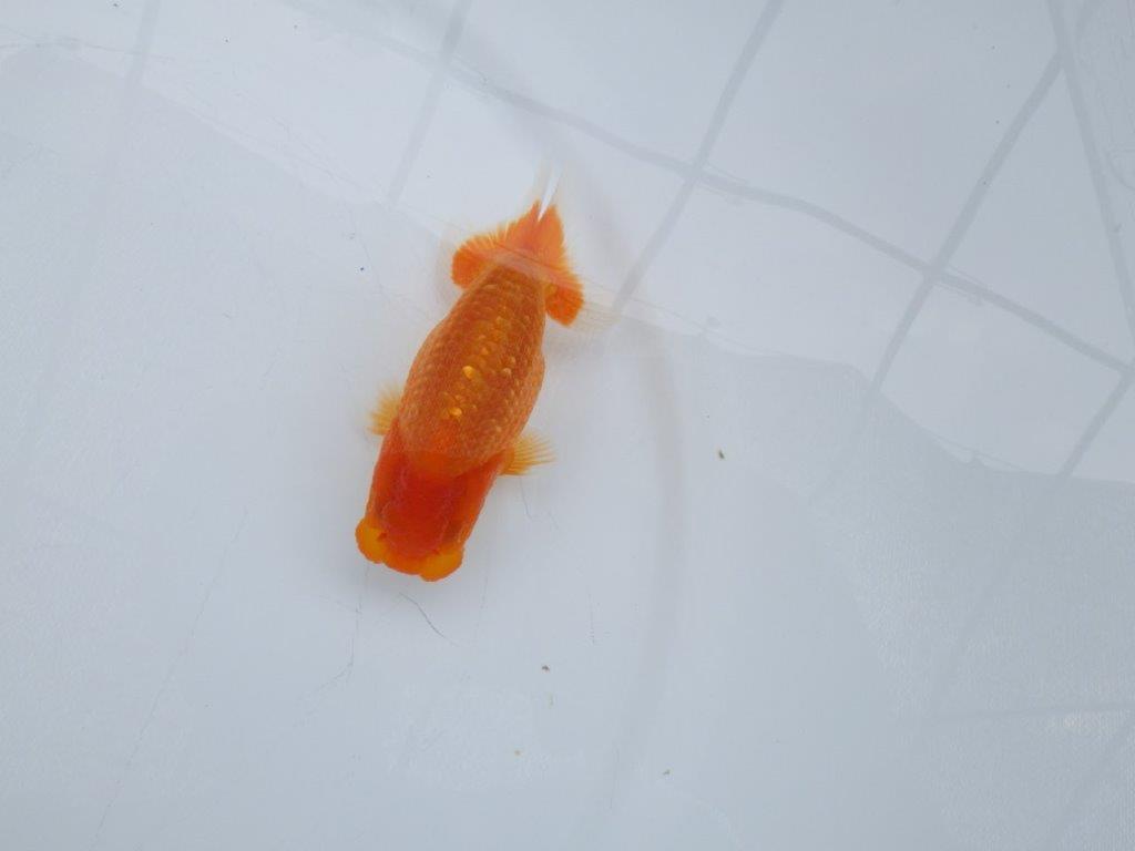 【愛知M 様作当歳らんちゅう 】上見最高！らんちゅう　約11㎝　飼い込み！