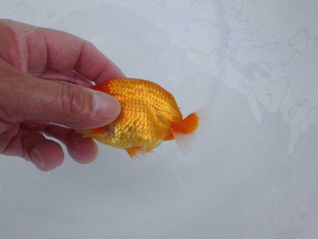 【愛知M 様作当歳らんちゅう 】上見最高！らんちゅう　約11㎝　飼い込み！