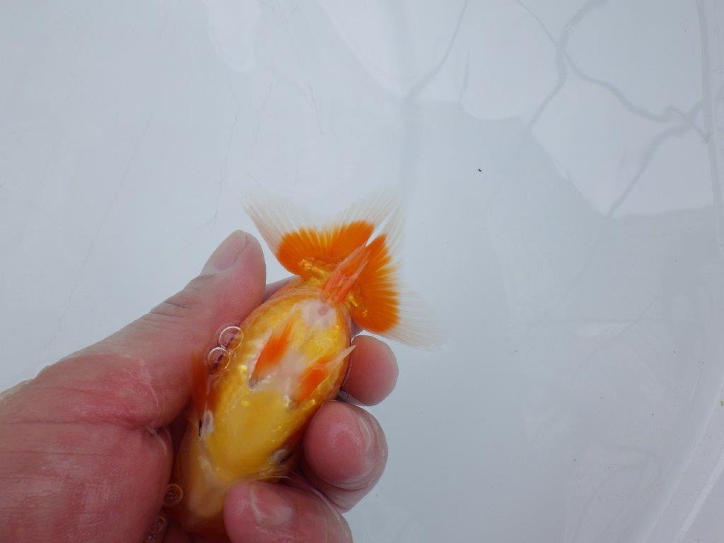 【愛知M 様作当歳らんちゅう 】上見最高！らんちゅう　約11㎝　飼い込み！