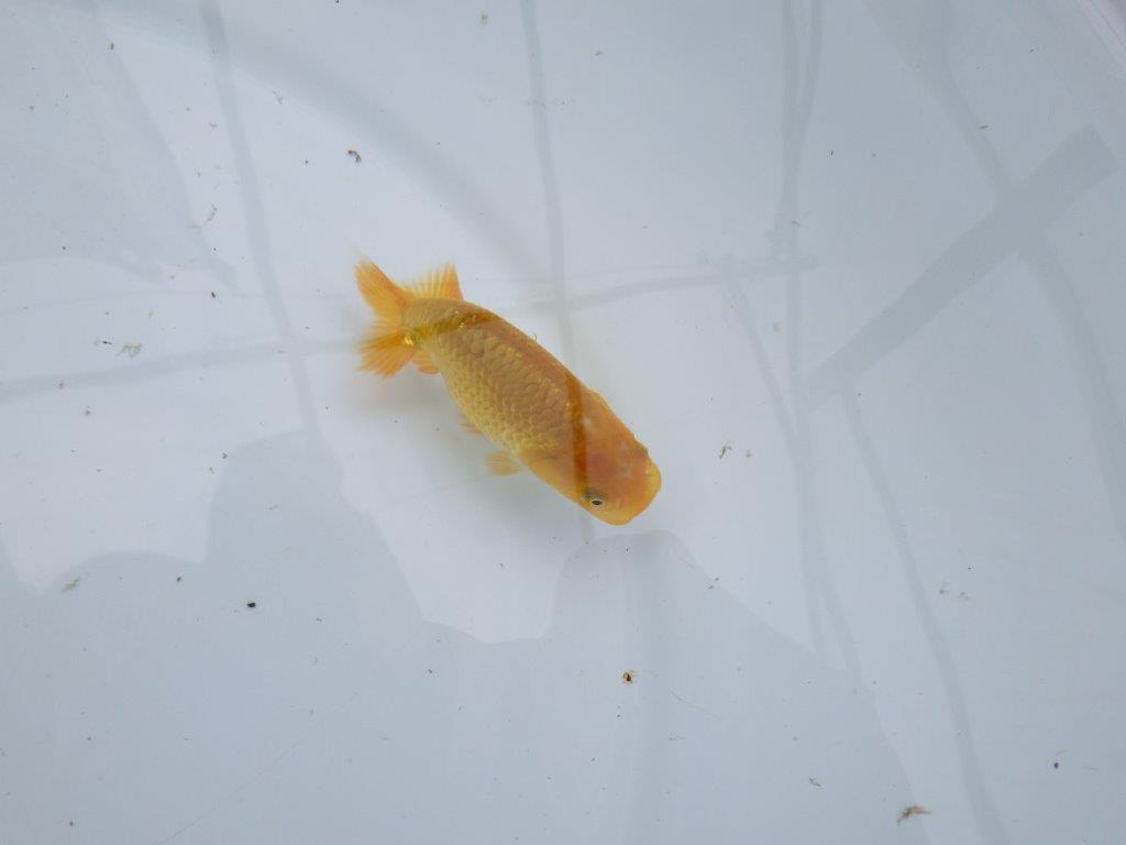 背、腰のラインが綺麗で水槽映えらんちゅう　約9㎝　性別不明【 岡山村上暢彦氏作】