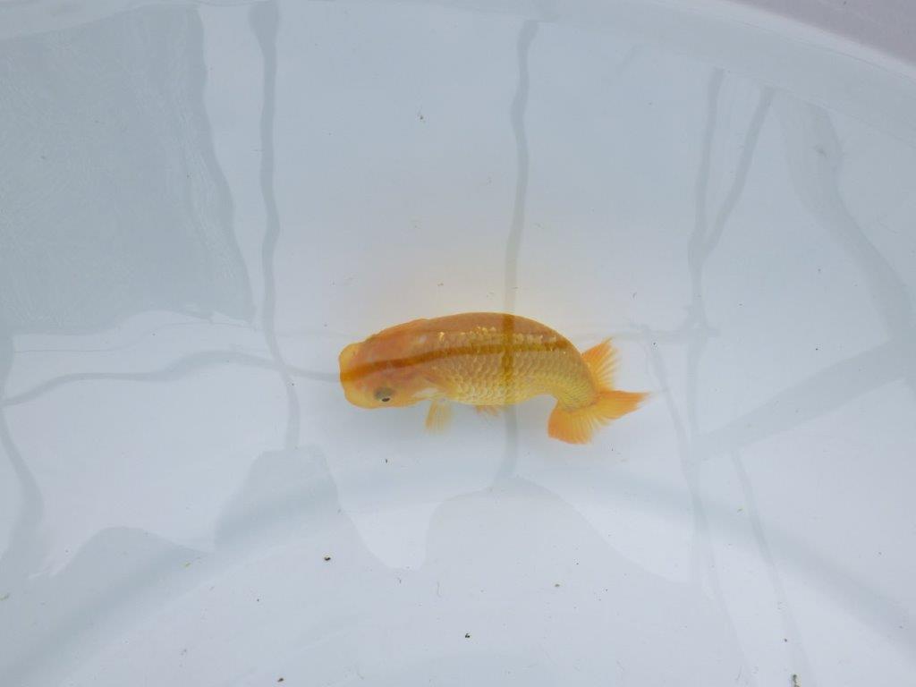 背、腰のラインが綺麗で水槽映えらんちゅう　約9㎝　性別不明【 岡山村上暢彦氏作】