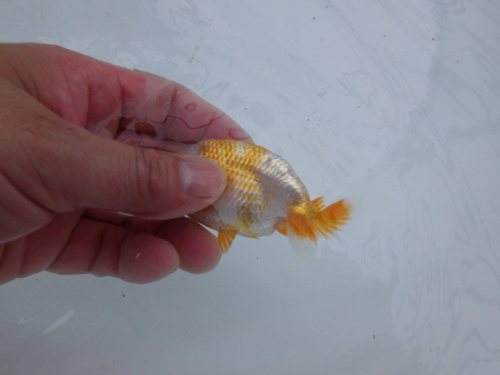 水槽内で映える美しい柄の更紗らんちゅう　約9,5㎝　性別不明【 岡山村上暢彦氏作】