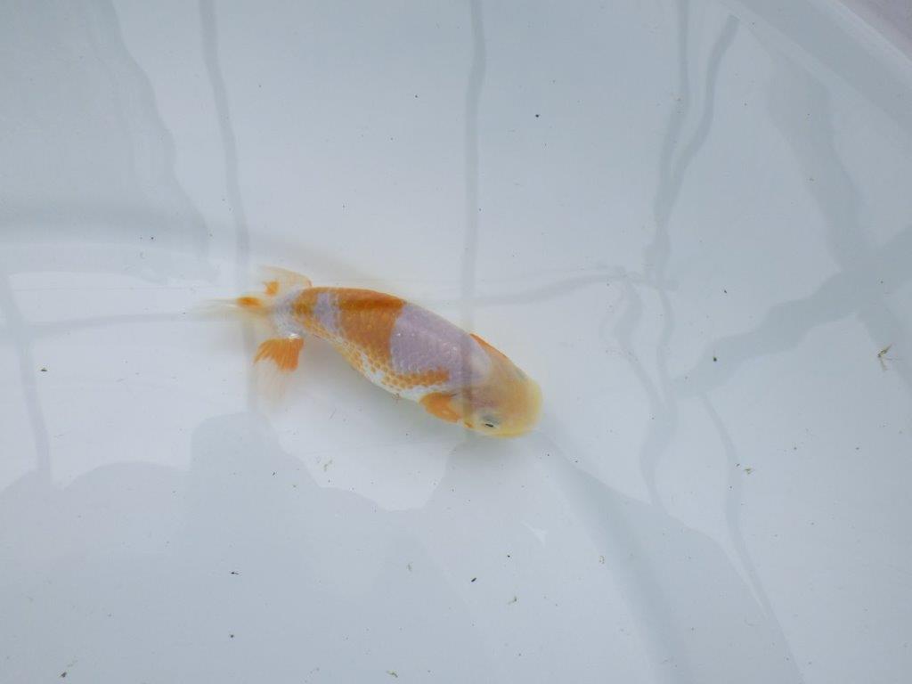 美しい柄の更紗らんちゅう 水槽がお勧め　約10㎝　性別不明【 岡山村上暢彦氏作】