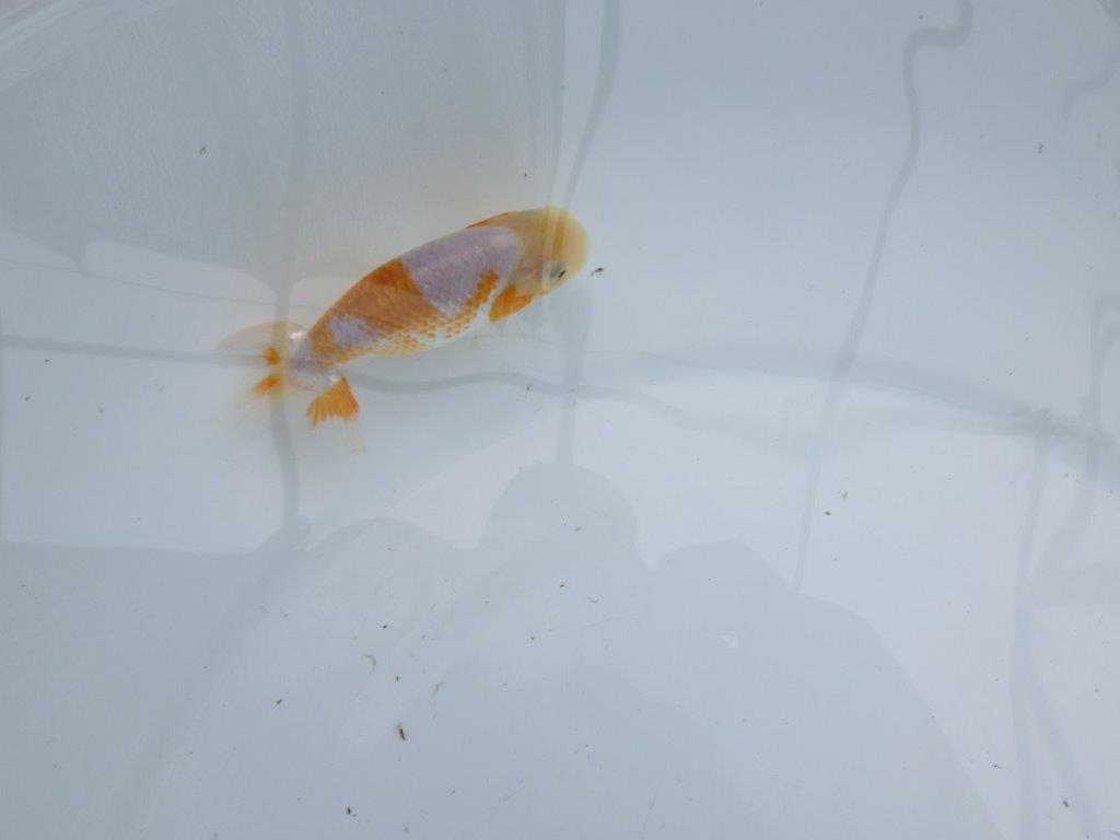 美しい柄の更紗らんちゅう 水槽がお勧め　約10㎝　性別不明【 岡山村上暢彦氏作】