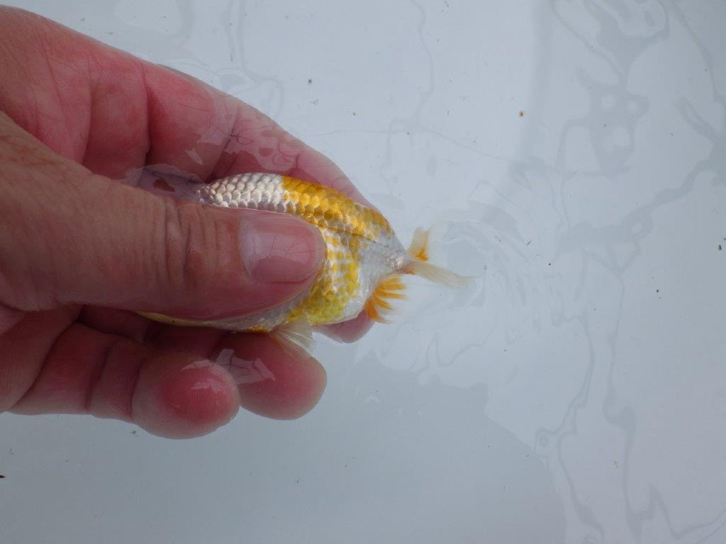 美しい柄の更紗らんちゅう 水槽がお勧め　約10㎝　性別不明【 岡山村上暢彦氏作】