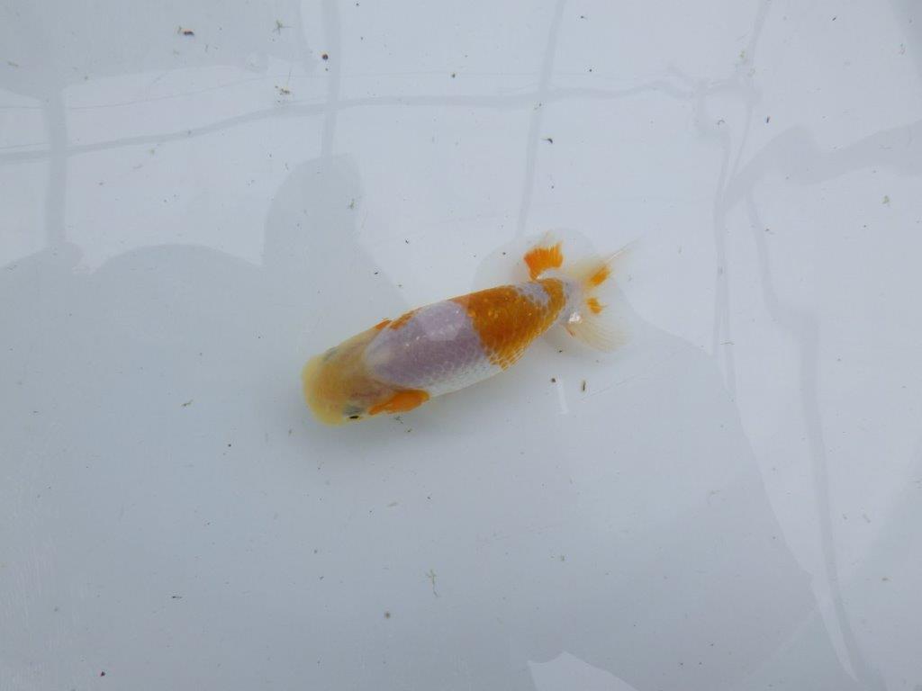 美しい柄の更紗らんちゅう 水槽がお勧め　約10㎝　性別不明【 岡山村上暢彦氏作】