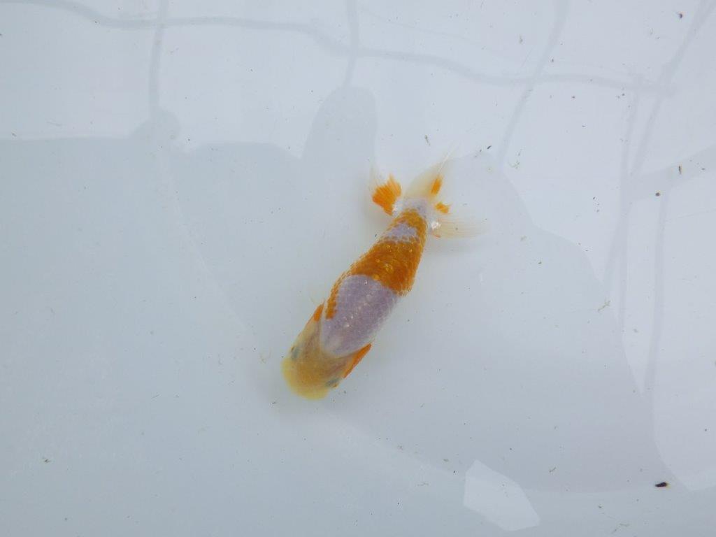 美しい柄の更紗らんちゅう 水槽がお勧め　約10㎝　性別不明【 岡山村上暢彦氏作】