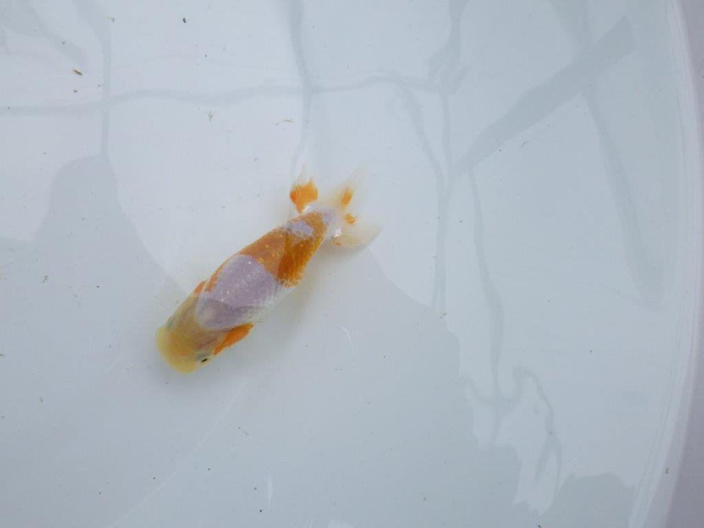 美しい柄の更紗らんちゅう 水槽がお勧め　約10㎝　性別不明【 岡山村上暢彦氏作】の上身