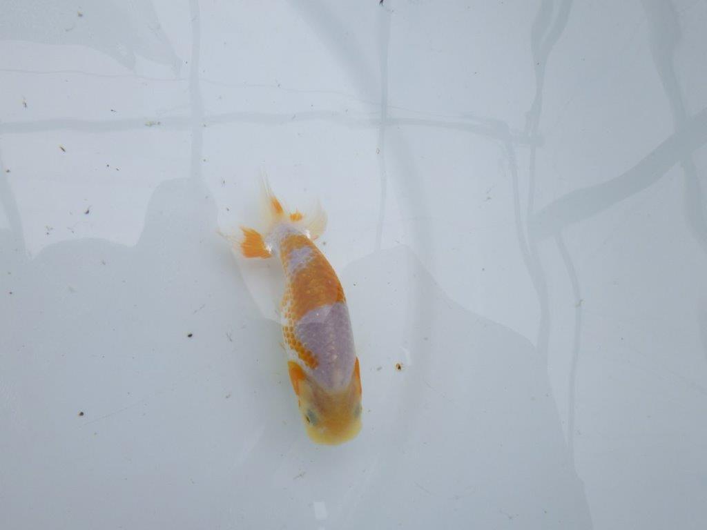 美しい柄の更紗らんちゅう 水槽がお勧め　約10㎝　性別不明【 岡山村上暢彦氏作】