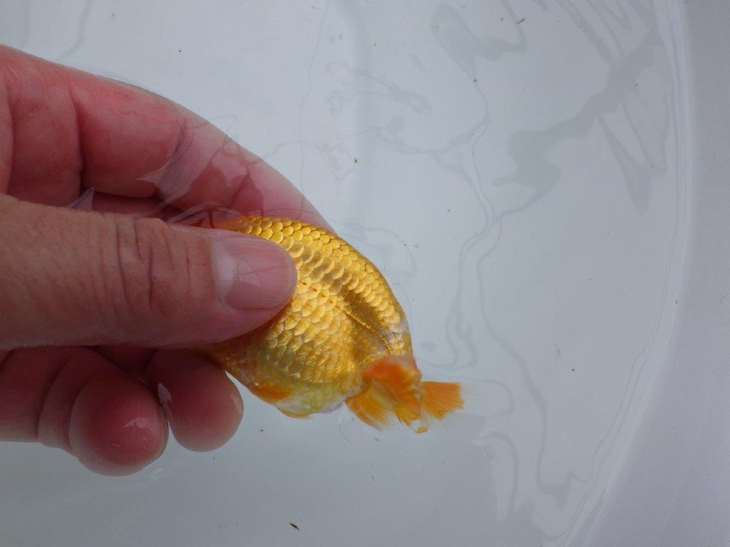 尾型、構えが良くインパクトのある尾をしたらんちゅう 　約10㎝　性別不明【 岡山村上暢彦氏作】