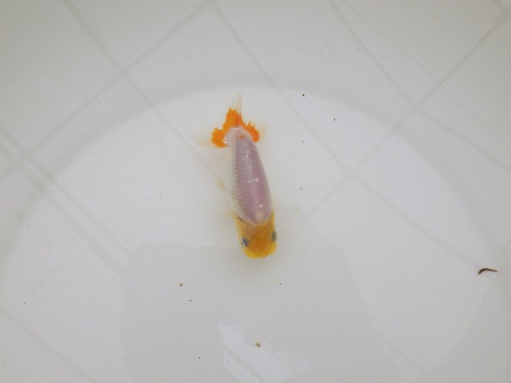 【全国大会東大関獲得ブリーダー 】尾のヒバンが引き立つ当歳らんちゅう約9㎝