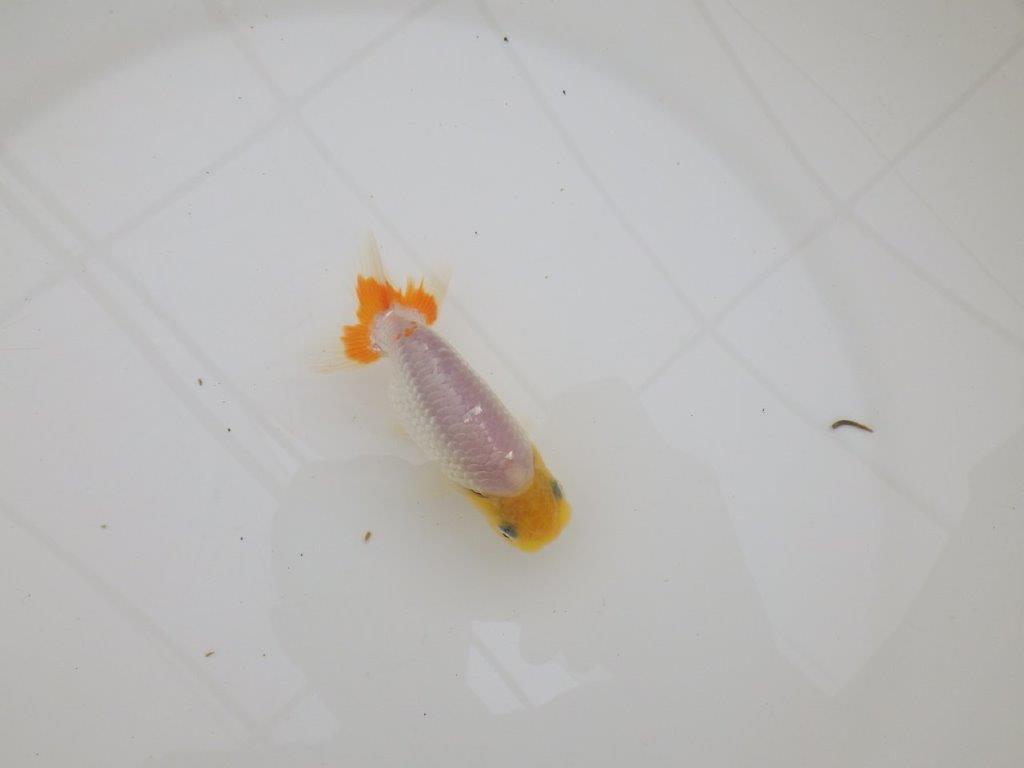 【全国大会東大関獲得ブリーダー 】尾のヒバンが引き立つ当歳らんちゅう約9㎝
