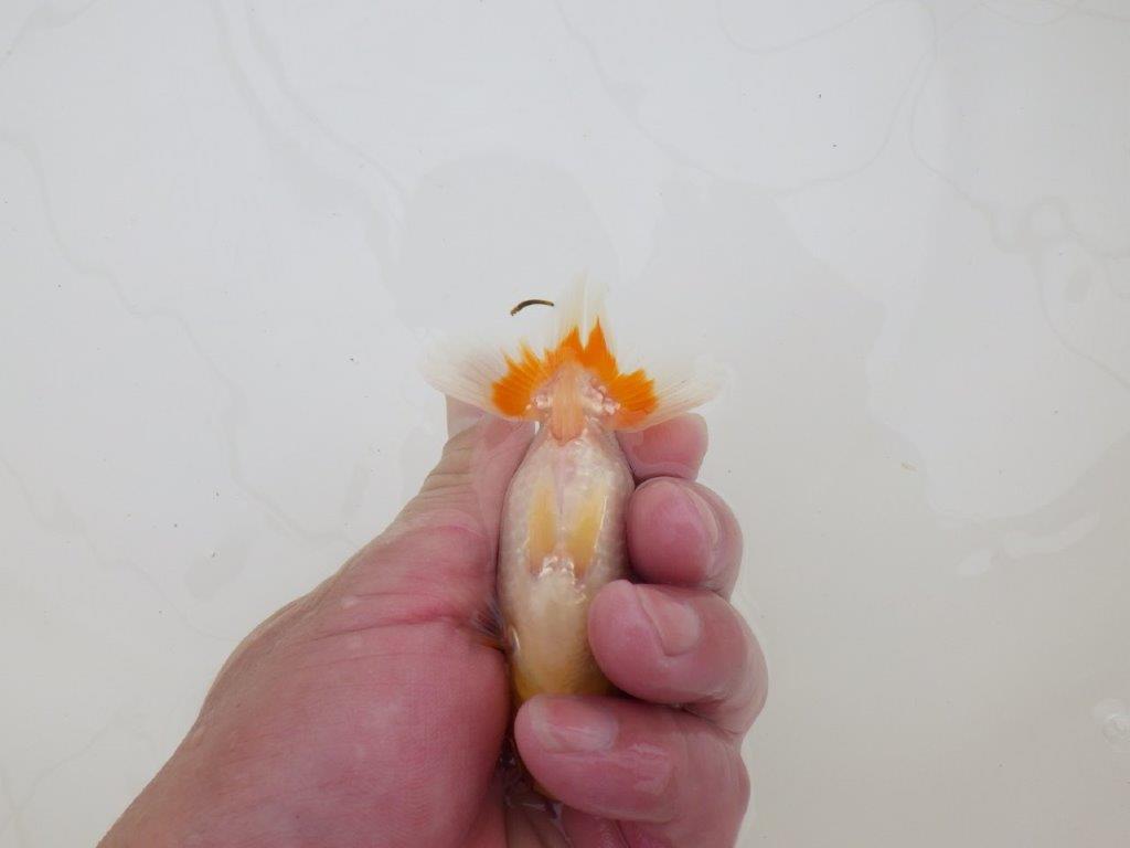 【全国大会東大関獲得ブリーダー 】尾のヒバンが引き立つ当歳らんちゅう約9㎝