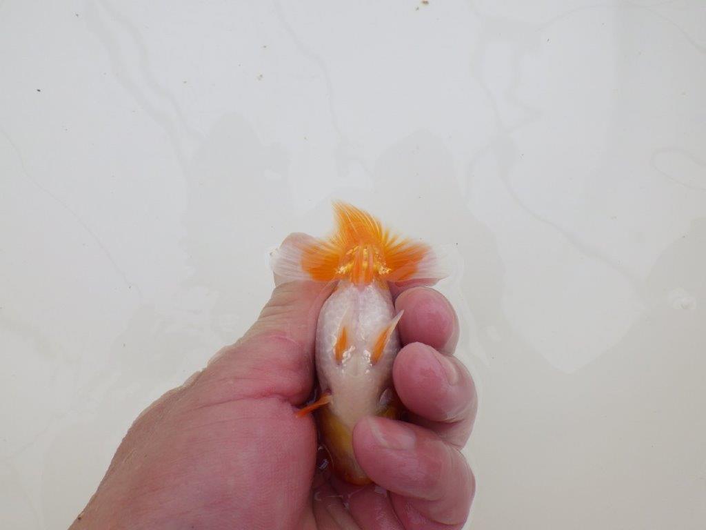 【全国大会東大関獲得ブリーダー 】フンタン&綺麗な柄でお勧め当歳らんちゅう約8㎝
