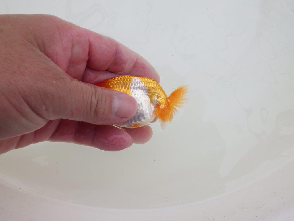 【全国大会東大関獲得ブリーダー 】フンタン&綺麗な柄でお勧め当歳らんちゅう約8㎝