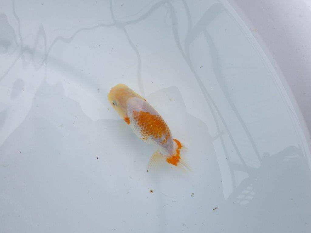 尾型が良く背のラインも綺麗な更紗らんちゅう 　約10㎝　性別不明【 岡山村上暢彦氏作】の上身