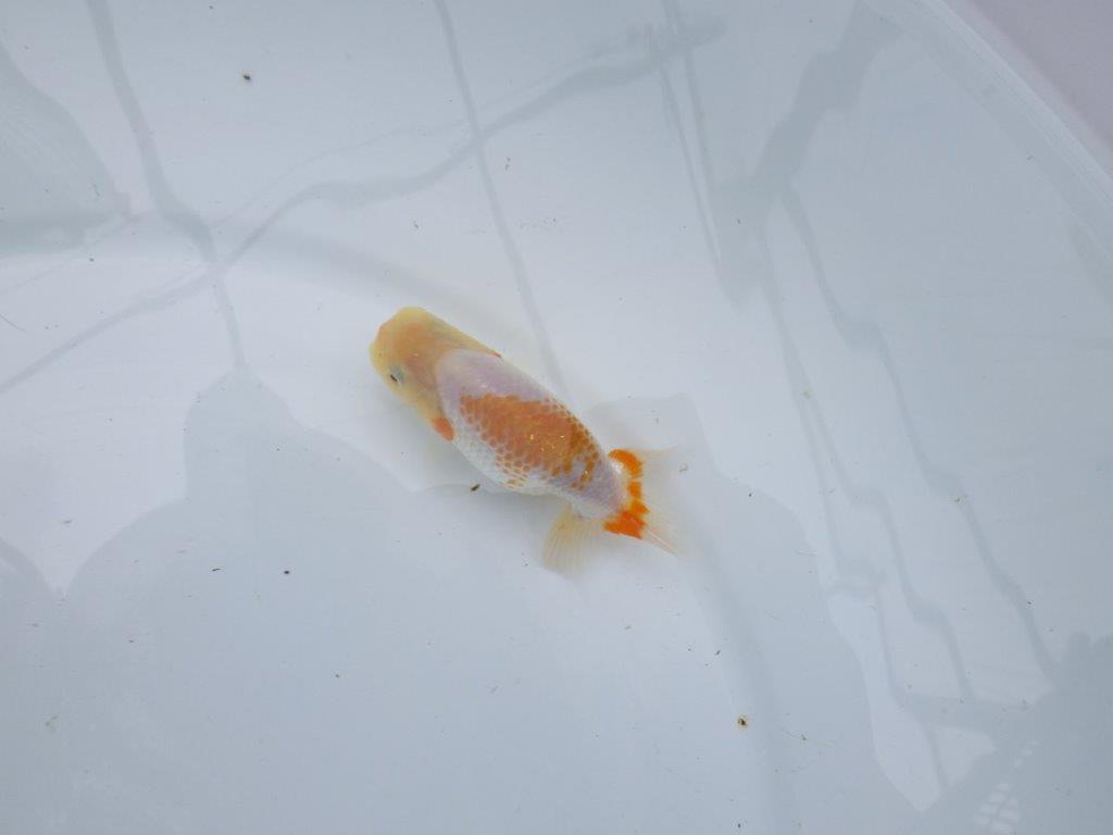 尾型が良く背のラインも綺麗な更紗らんちゅう 　約10㎝　性別不明【 岡山村上暢彦氏作】