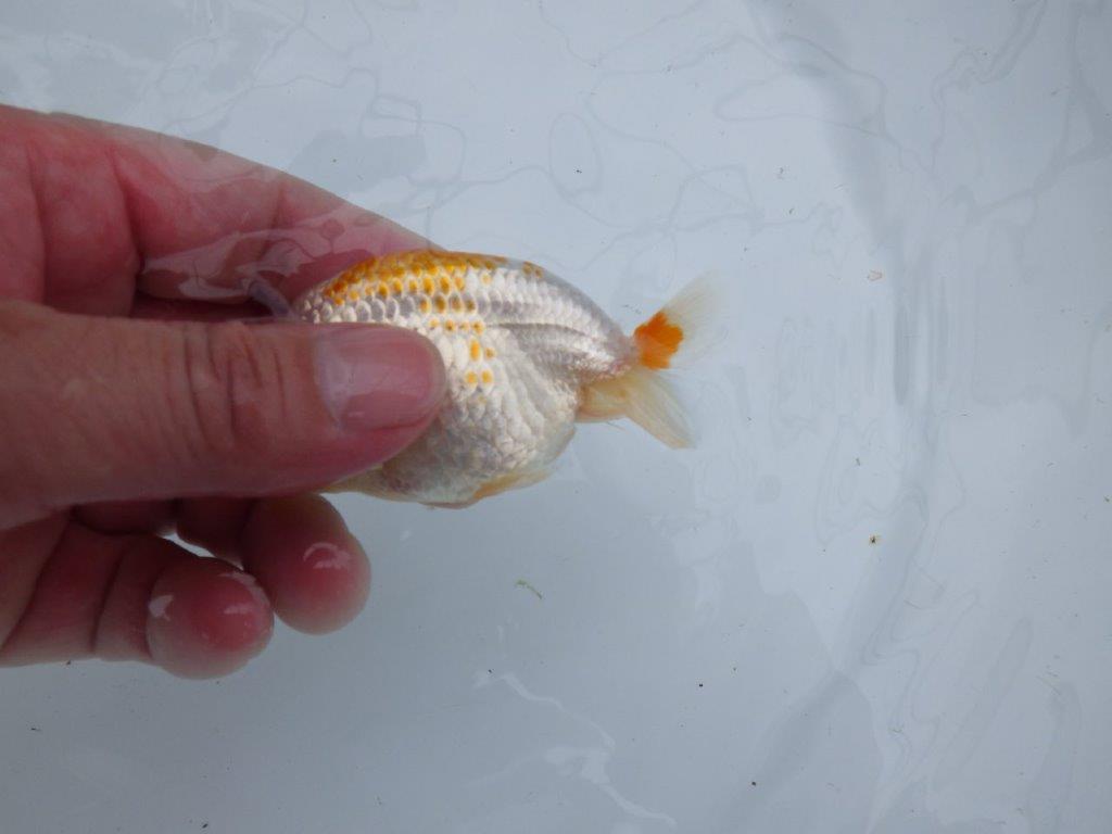 尾型が良く背のラインも綺麗な更紗らんちゅう 　約10㎝　性別不明【 岡山村上暢彦氏作】