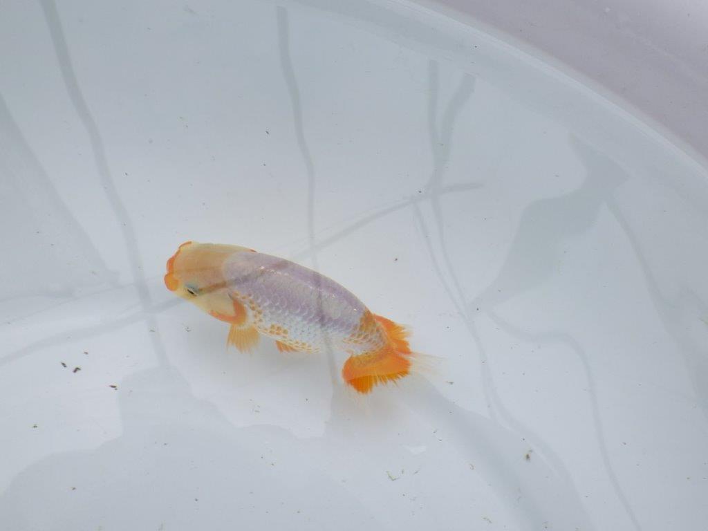 両手に赤、尾のヒバン、一文字系の綺麗な更紗らんちゅう 　約10㎝　性別不明【 岡山村上暢彦氏作】