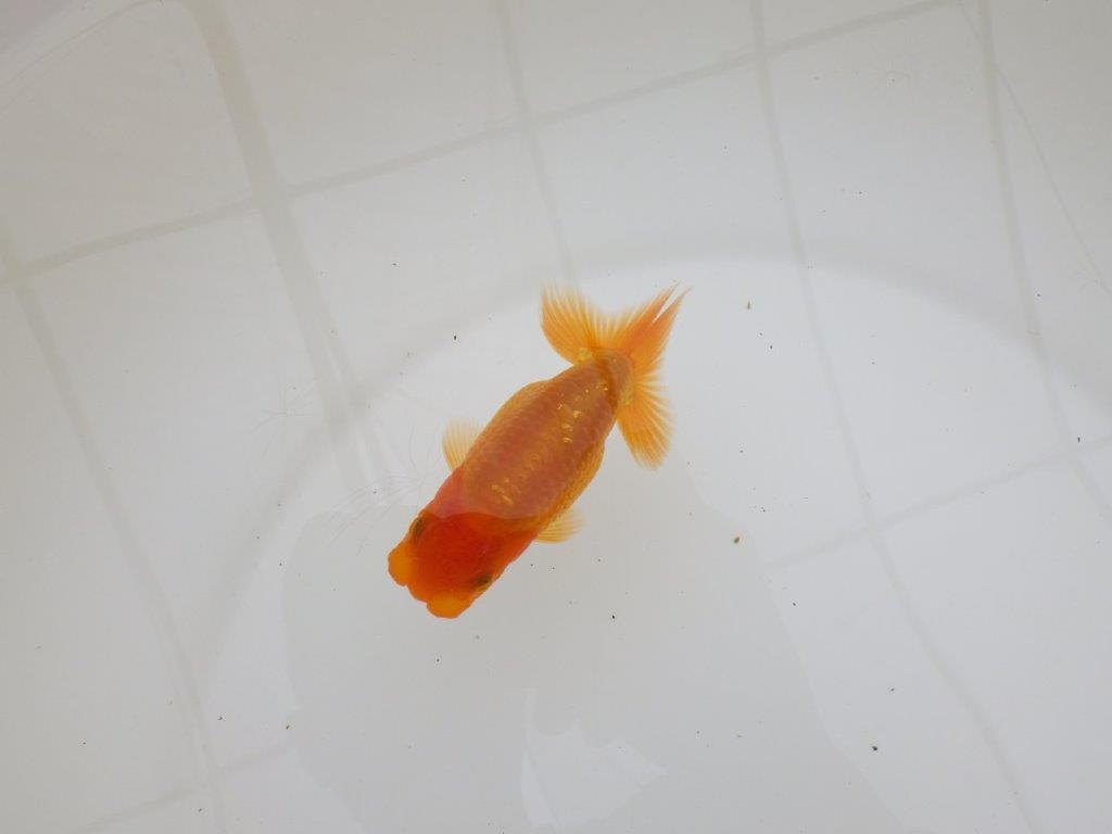 【全国大会東大関獲得ブリーダー 】素晴らしいフンタン！当歳らんちゅう約10㎝の上身