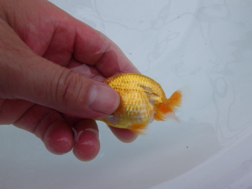 研究会に向けて飼い込みお勧めのらんちゅう 　約8㎝　性別不明【 岡山村上暢彦氏作】