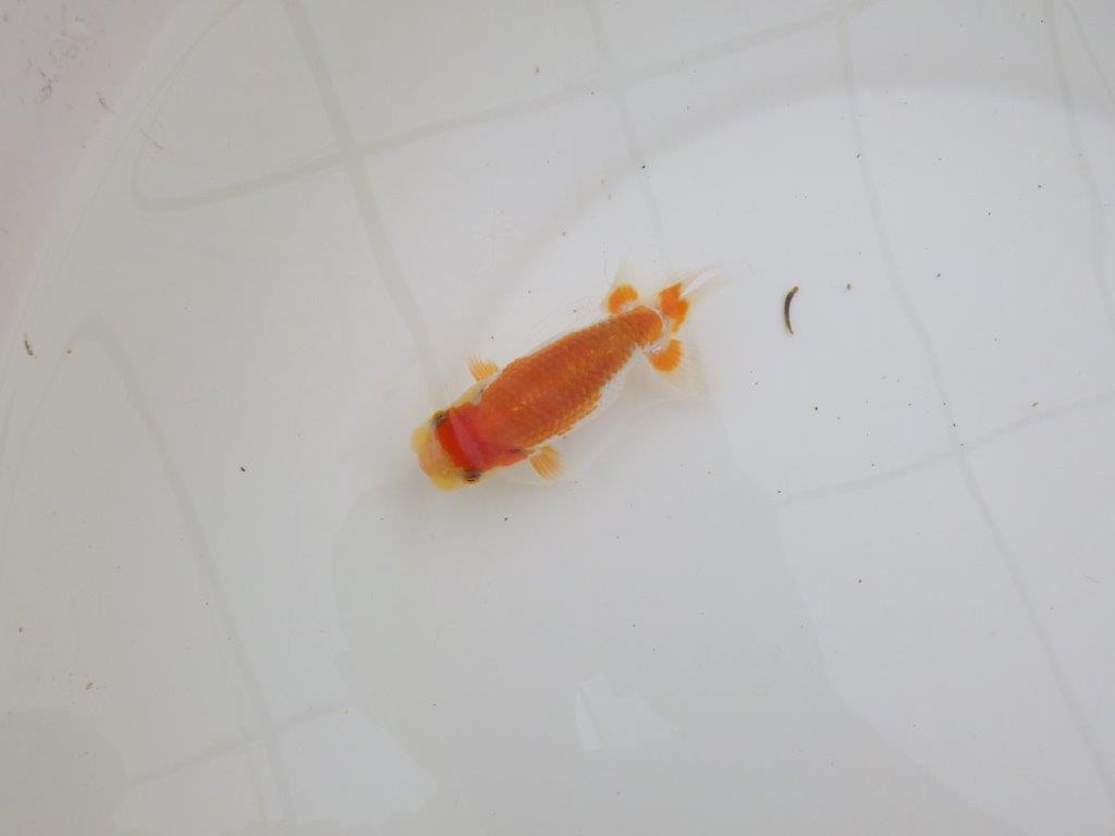 【全国大会東大関獲得ブリーダー 】尾型、構え、柄の良い当歳らんちゅう約10㎝
