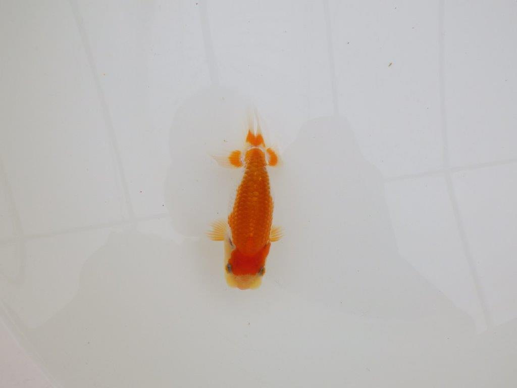 【全国大会東大関獲得ブリーダー 】尾型、構え、柄の良い当歳らんちゅう約10㎝